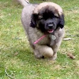 Leonberger Puppies from Tir na nOg Leonbergers
