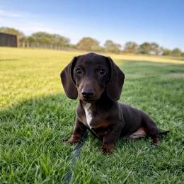 Bourbon - AKC - Chocolate and tan male Dachshund puppy in Kemp, Texas from Koli Acres