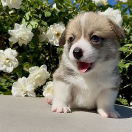 Anchovy - Pembroke Welsh Corgi puppy from Corgipuppystore