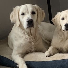 Golden Retrievers from Amberidge Golden Retrievers