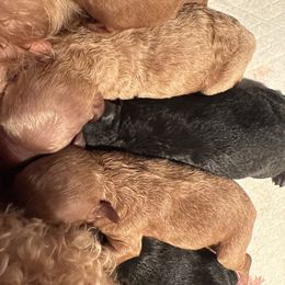 M.C. Mastercraft - Black male Maltipoo puppy in Weatherford, Texas from Aprishew Maltipoo