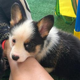 Brooks - Black and white male American Corgi puppy in Waskom, Texas from Piney Woods Corgis