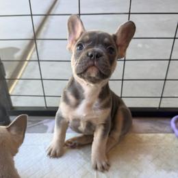 Flower - Blue female French Bulldog puppy in Peoria, Arizona from A Quality French Bulldogs AZ