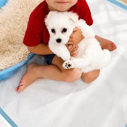Luna - White female Maltese puppy in Brothers, Oregon from Maias Mini Supremes