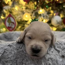 Betty Lou Who:Yellow Collar - Golden female Golden Retriever puppy in Monterey, Tennessee from Lawson’s Green Acres Goldens and Mini Dachshunds