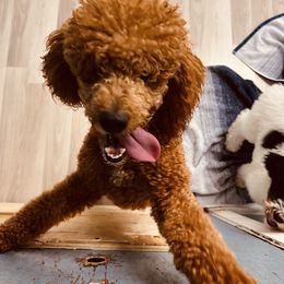 Goldendoodle Puppies from Labradoodleday