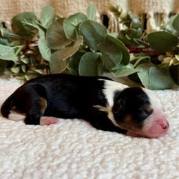 Levi - Tri-color male Bernedoodle puppy in Perrysville, Ohio from Pleasant Valley Bernedoodles