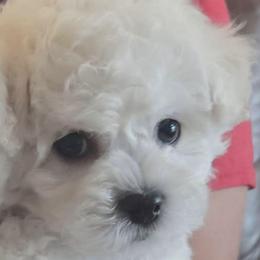 TBokki - White and buff male Bichon Frise puppy in Cape Coral, Florida from Arralaine Pups