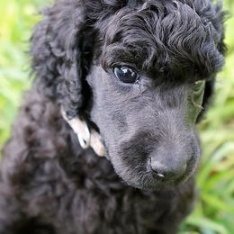 Poodle Puppies from Anutta Poodles