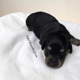 Sheila - Black and cream female Dachshund puppy in Oklahoma City, Oklahoma from OkieDoxieland Dachshunds