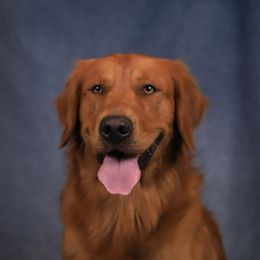 Terk - Golden Retriever