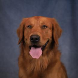 Terk - Golden Retriever