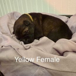 Yellow female - Sable female German Shepherd puppy in Terrell, Texas from Von Brodek Kennels
