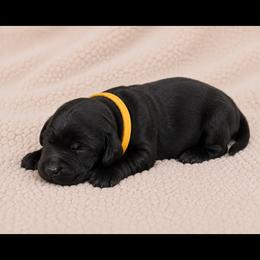 Sage - Black female Labrador Retriever puppy in Oklahoma City, Oklahoma from H & H Retrievers