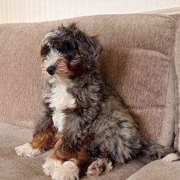Gobber - male Australian Mountain Doodle puppy in Wellsville, Utah from Stay Golden Doodles