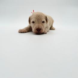 Crash- Orange - Cream male Aussiedoodle puppy in West Monroe, Louisiana from Diamond M Poodles and Doodles