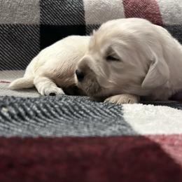 Hermoine -G1 - Light golden female Golden Retriever puppy in Holly, Michigan from Nina's Golden hour