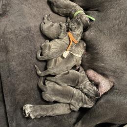 Boy 3 - Gray male Cane Corso puppy in Dunnellon, Florida from High Royal Kennel