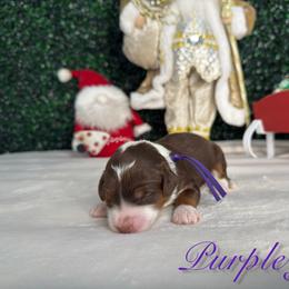 Girl 2 - Brown female Bernedoodle puppy in Modesto, California from Two Doods Doodles