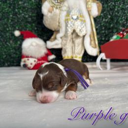 Girl 2 - Brown female Bernedoodle puppy in Modesto, California from Two Doods Doodles