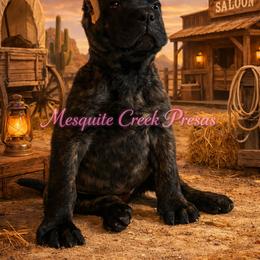 Perro de Presa Canario Puppies from Mesquite Creek Kennels