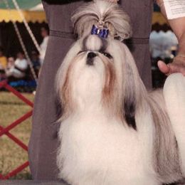 Shih Tzus from Olive's Grove