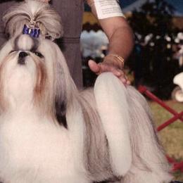 Shih Tzus from Olive's Grove