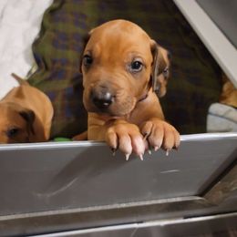 Rhodesian Ridgeback Puppies from Tampo Rhodesian Ridgeback