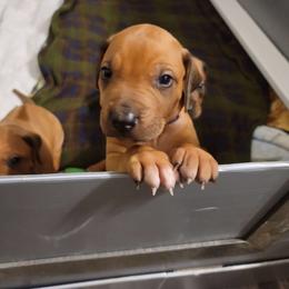 Rhodesian Ridgeback Puppies from Tampo Rhodesian Ridgeback