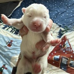 Sammy Squatch - White male Pomsky puppy in Fort Collins, Colorado from Pomsky Acres