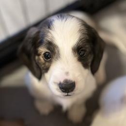 Luca - Brindle male Dachshund puppy in Petersburg, Virginia from Wiggle Waddle Dachshunds