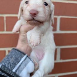Daisy - Cream female Dachshund puppy in Unadilla, Georgia from Hamsley's Puppy Palace