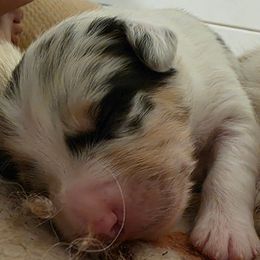 Two - Blue merle male Australian Shepherd puppy in Albany, Oregon from Red Cloud Australian Shepherds and DeGray Great Danes & Bulldogs