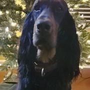 Gordon Setters from Glen 'Mor Gordon Setters
