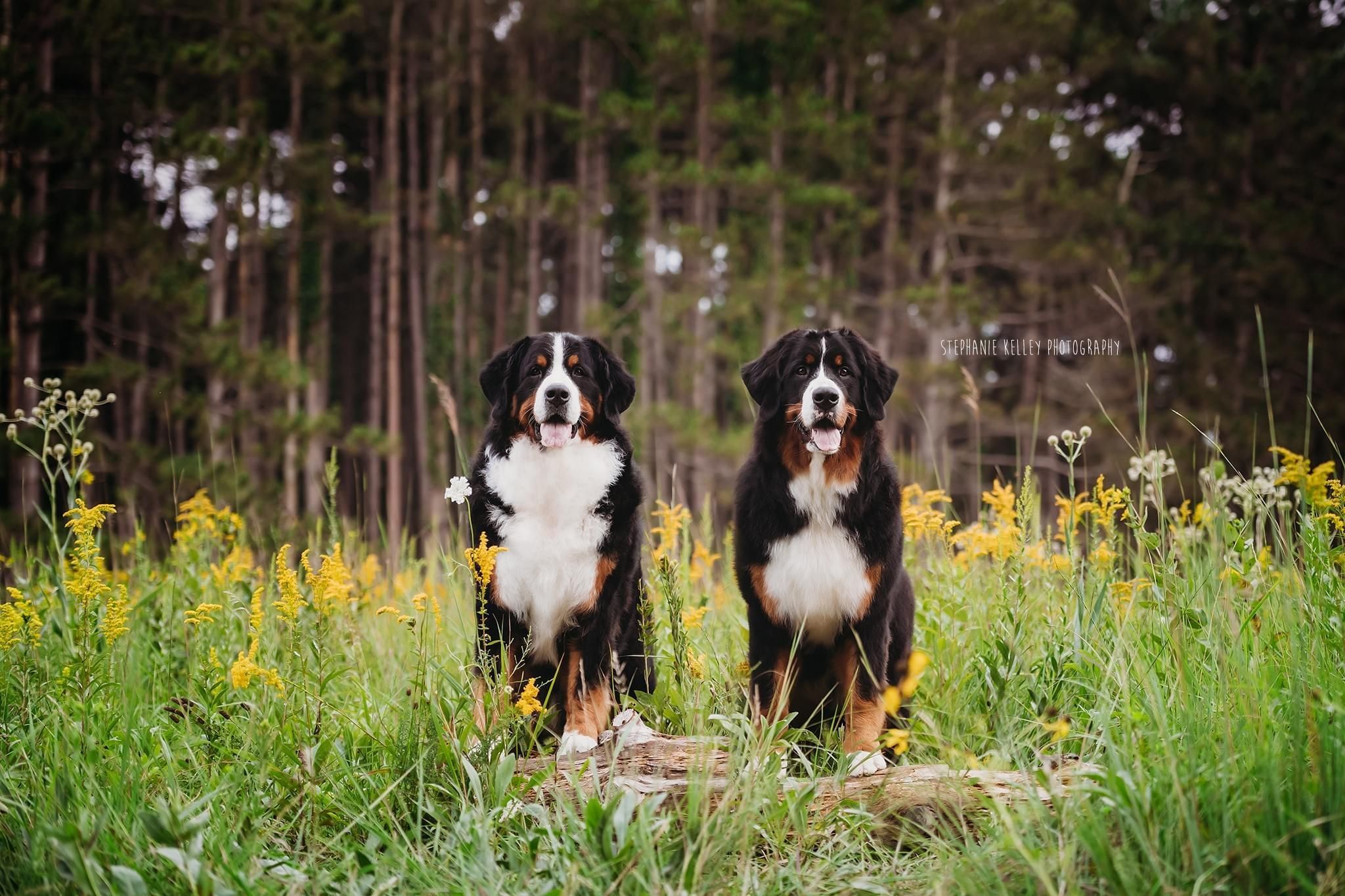 Two Bernese Mountain Dogs pose in yellow flowers and tall grass