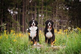 Two Bernese Mountain Dogs pose in yellow flowers and tall grass