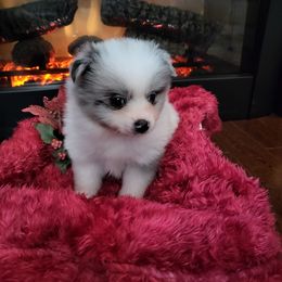 Pomeranian Puppies from CJ White's Pomeranians