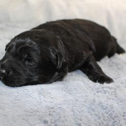 Teddy - Black and white male Aussiedoodle puppy in Stokesdale, North Carolina from His and Hers Poodles and Doodles