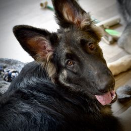 Positive Vibrations - Black and silver female Shiloh Shepherd puppy in Tenafly, New Jersey from Island Shilohs
