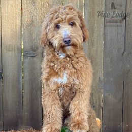 Boomer - Australian Labradoodle