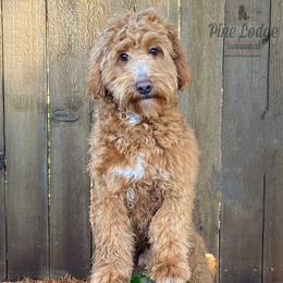 Boomer - Australian Labradoodle