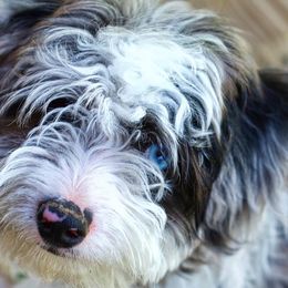 Aussiedoodles, Cockapoos, Goldendoodles, Poodles, and Toy Australian Shepherds from CW Aussiedoodles