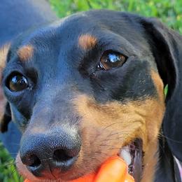 Harper - Dachshund