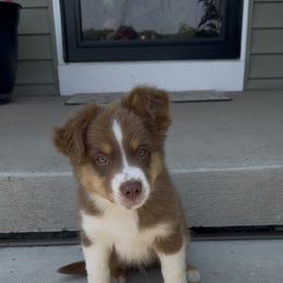 Chestnut - Red tri male Miniature Australian Shepherd puppy in Hedgesville, West Virginia from Wishing Tree Minis