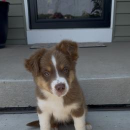 Chestnut - Red tri male Miniature Australian Shepherd puppy in Hedgesville, West Virginia from Wishing Tree Minis