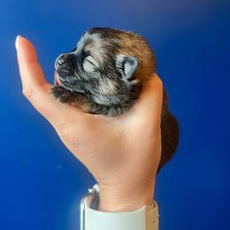 Girl 2 - Chocolate sable female Pomeranian puppy in Hernando, Mississippi from The Pom Squad