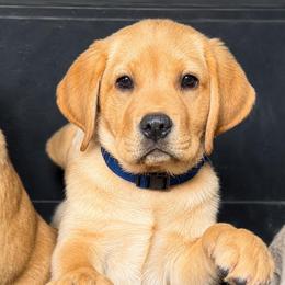 Han (Blue Collar) - Yellow male Dilute Retriever puppy in Baldwin City, Kansas from Hedge Lane Labradors
