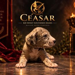 Ceasar Flickerman - Merle male Great Dane puppy in Montgomery, Texas from KD Sweet Southern Danes