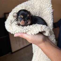 Boy 2 - Black and tan male Yorkshire Terrier puppy in Zebulon, North Carolina from Eastern Wake Yorkies