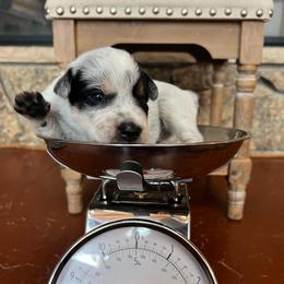 Boy 2 - Tri Color - Blue speckled male Australian Cattle Dog puppy in Reed Point, Montana from Heelers and Highlands